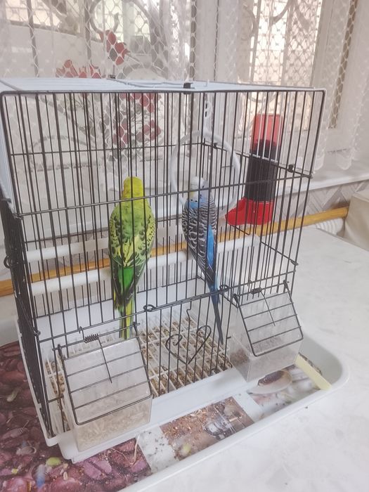 Волнистые попугаи