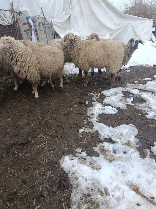 В Продажи Жирные бараны.