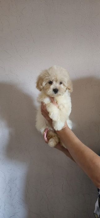 Готовы переезду Мальтипу Ф1