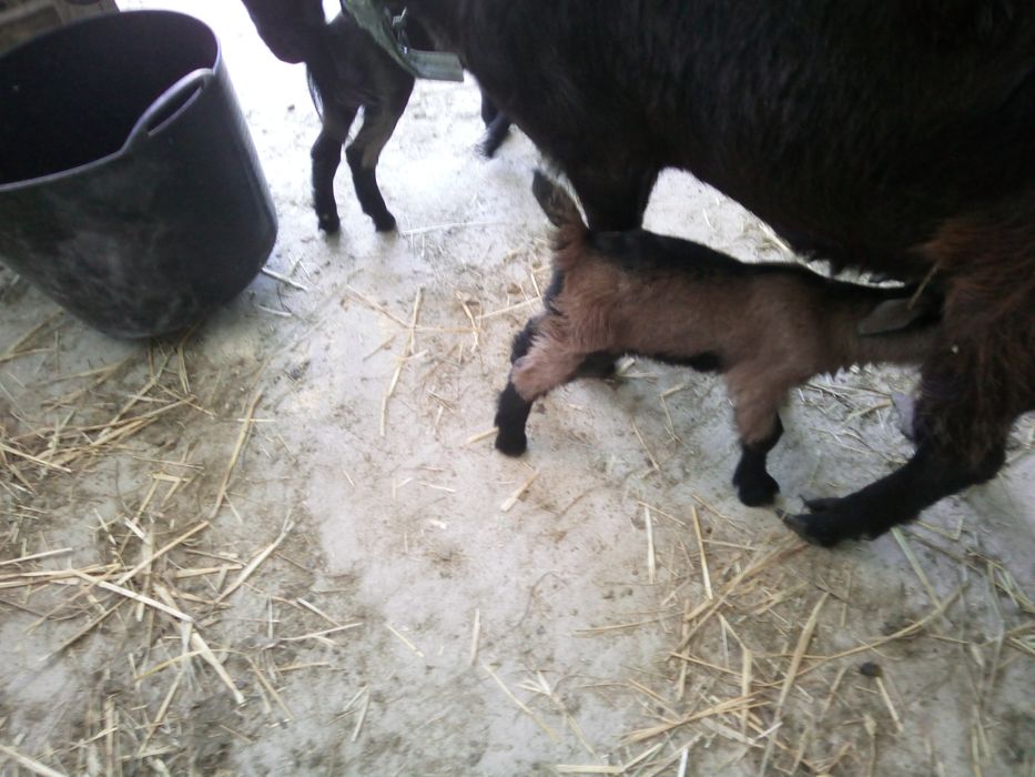 Iezi capra anglo cu alpin