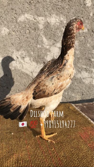 Япон атака мокион сотилади