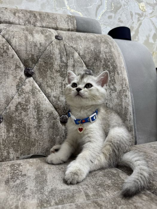 Шотланская Серебристая Скотиш Страйт Шиншилла