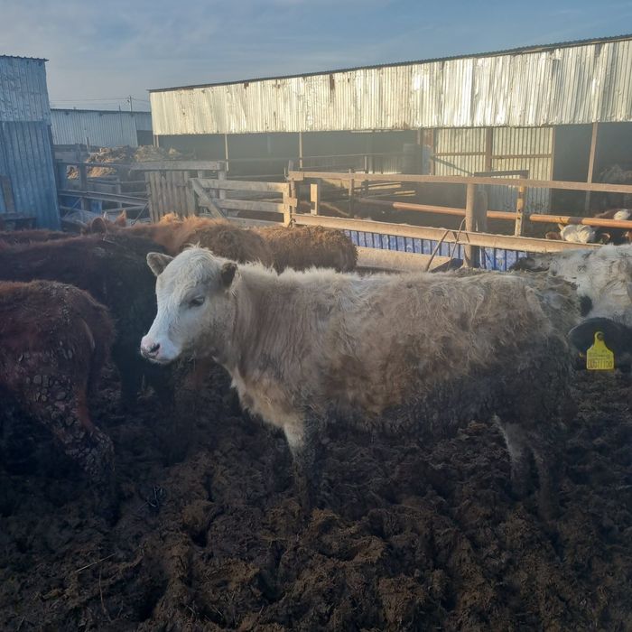 В продаже телки.