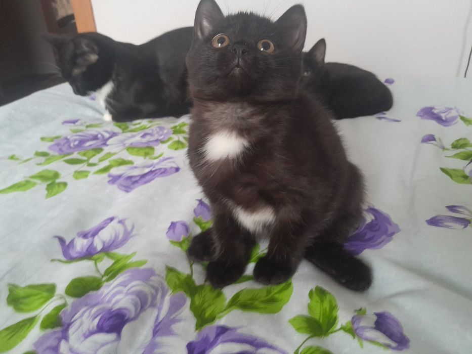 Отдам котят бесплатно