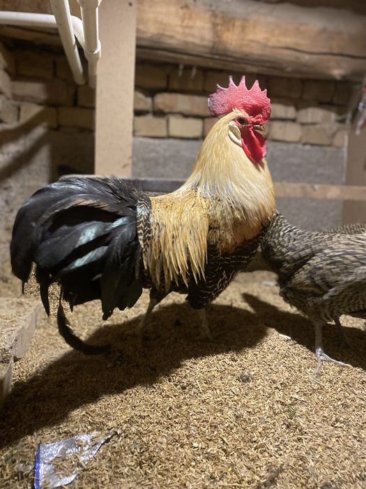 Brikkel limon jojalari ba tuhumlari sotiladi