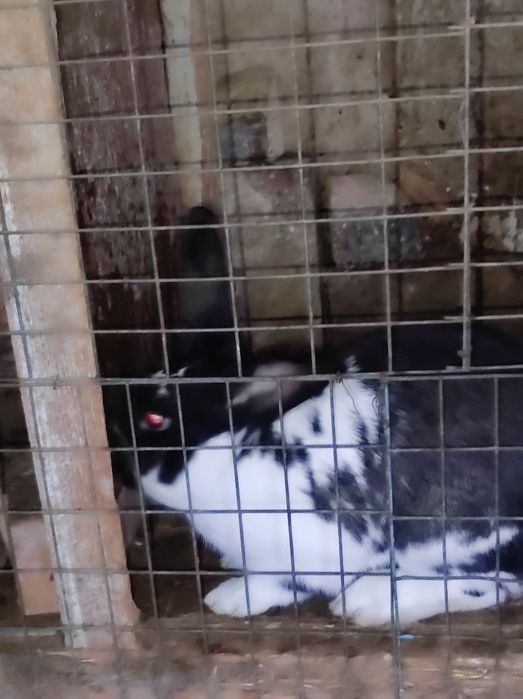 Кролики 2-3 кг 3 самца 1 самка