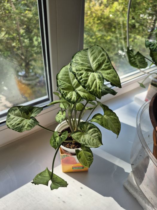 Продам Сингониум