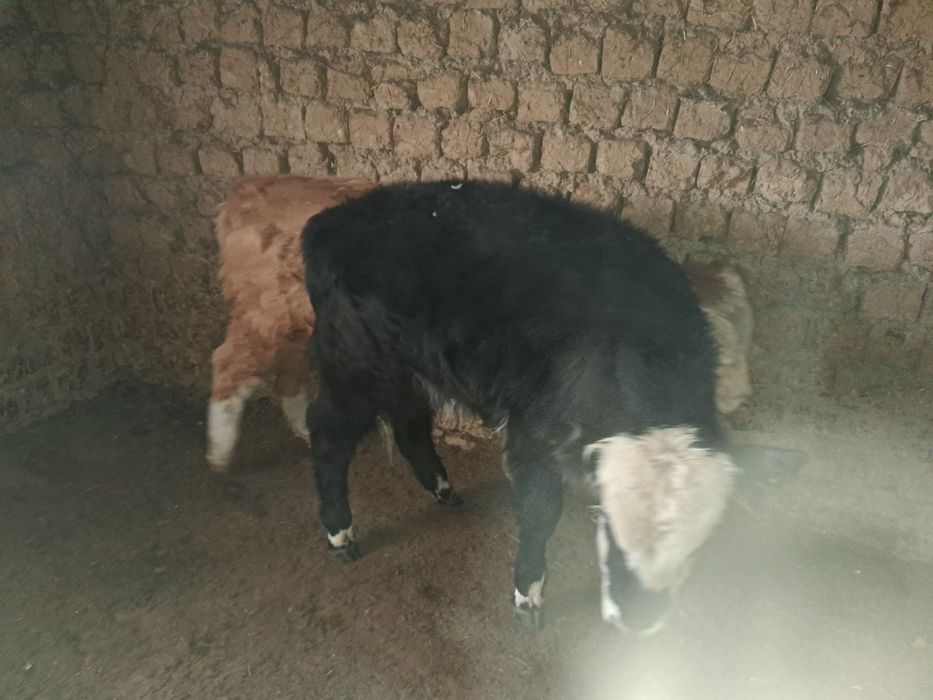 Подсос сатылады .