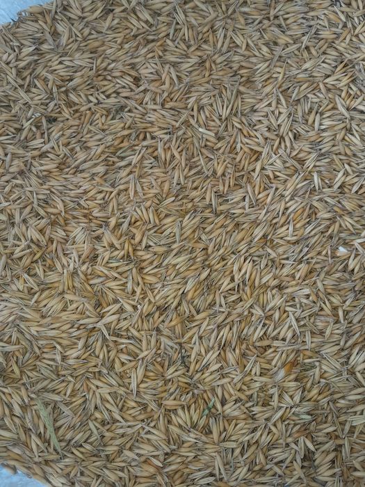 Ovaz de primavara 1,3 Lei/ kg