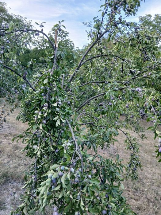 Vand prune Anaspect direct din livadă