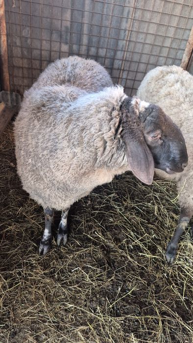 Bernec carabas de vanzare