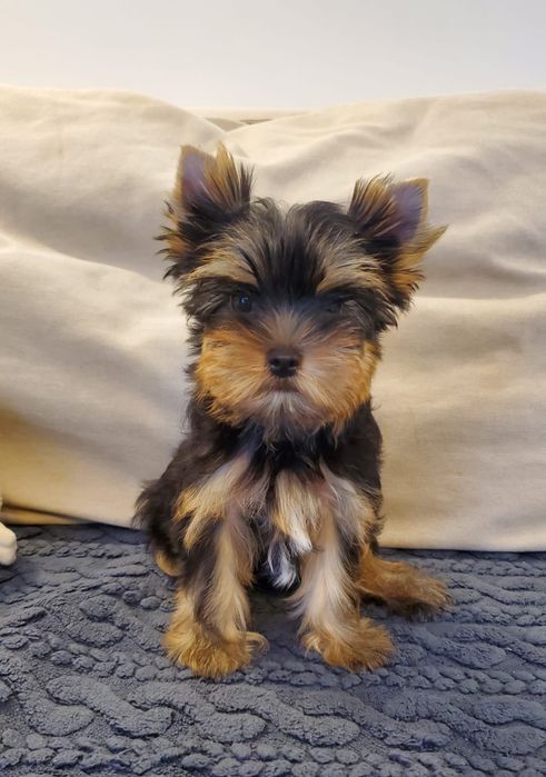 pui Yorkshire Terrier