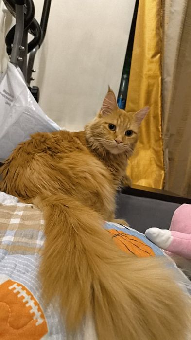 Мейн Кунчики 30 тыс