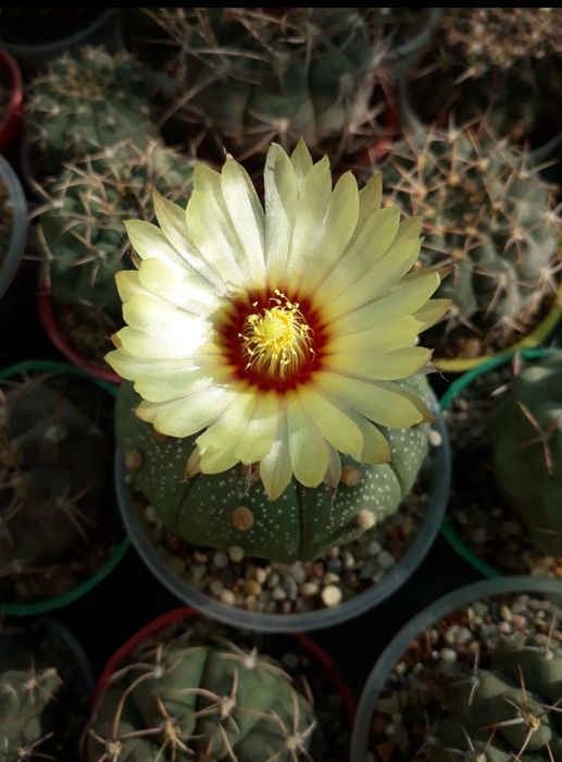 Колекционые кактусы Астрофитумы