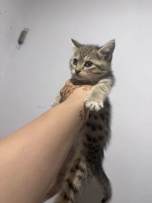 Отдаем котят бесплатно, в добрые руки!!!
