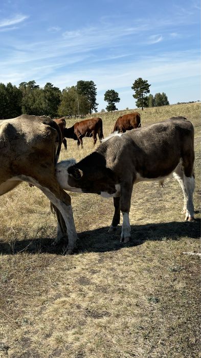 Бычки подсосные
