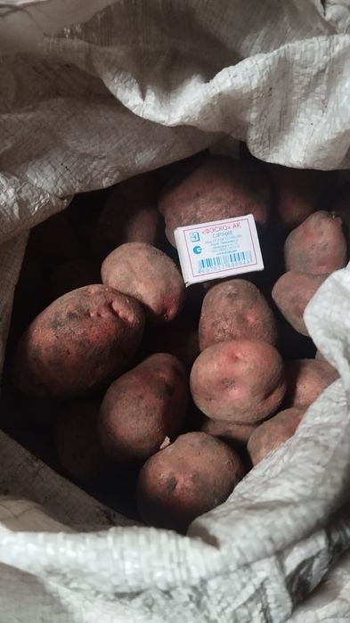Продам картофель