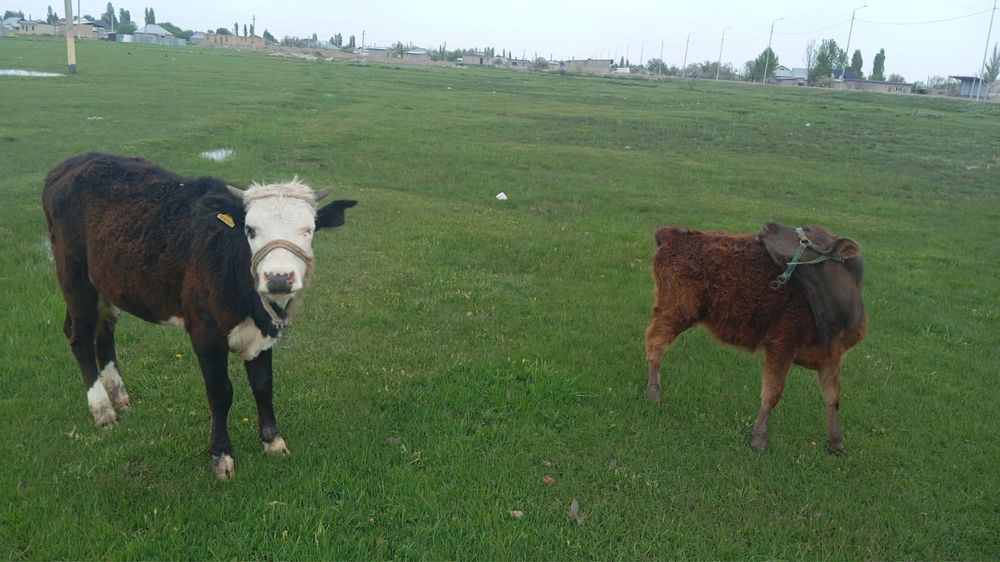 Телки две головы