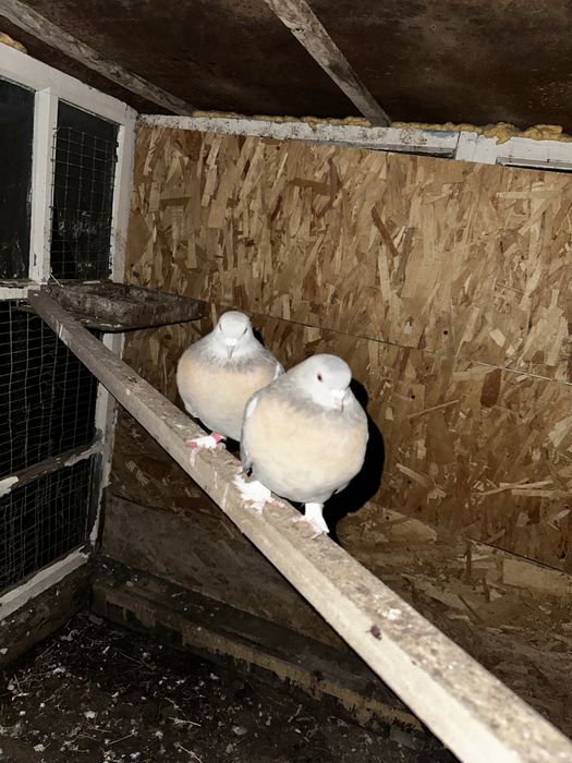 Продам срочно молодые