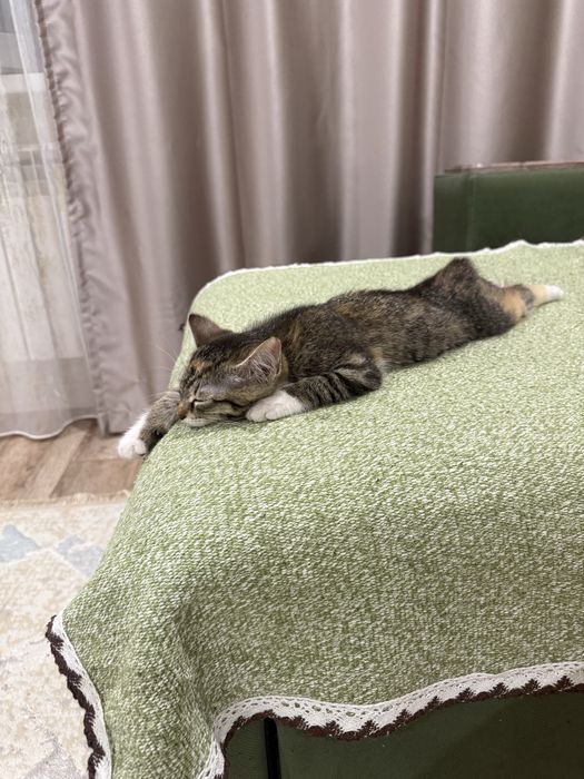 Отдам котенка в добрую семью