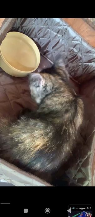 Котенок. Девочка