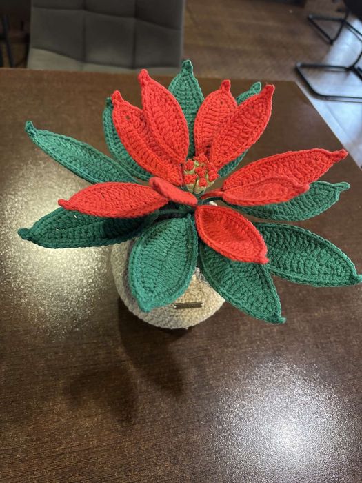 Коледна звезда в саксия