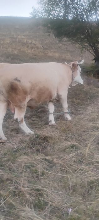 Vaca de vânzare Gârda de Sus Jud Alba