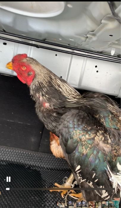 Продам пару бойцов петух и курица