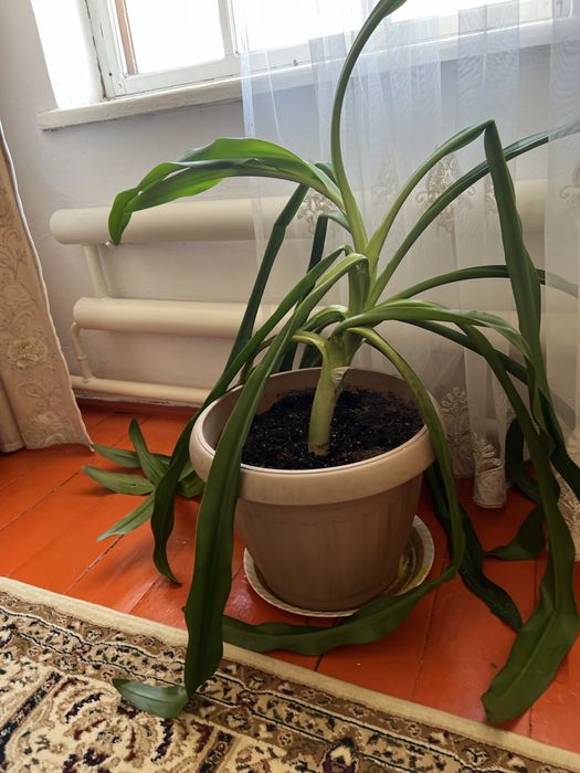 Гигантский цветок Кринум