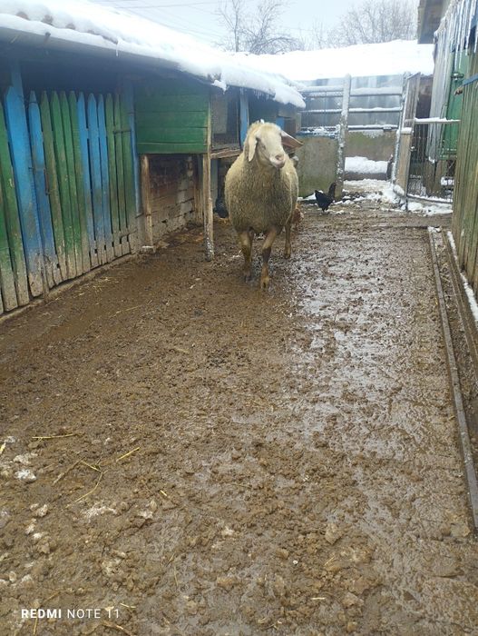 Овен за продажба