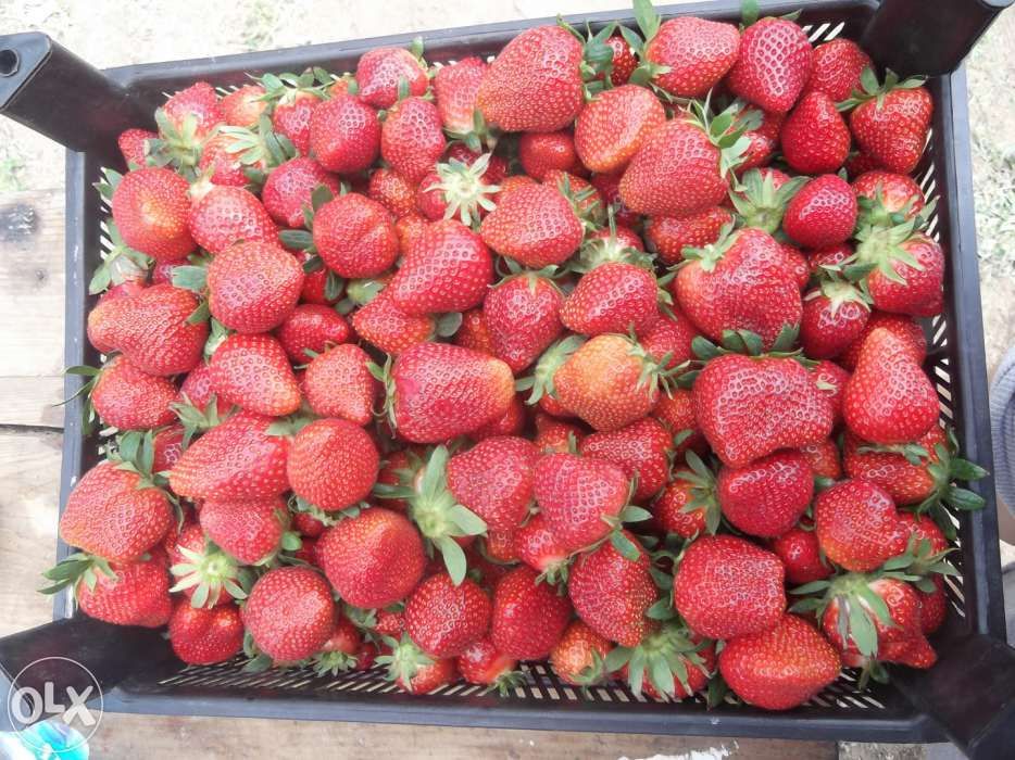 vand rasad/stoloni capsuni soiuri remontante,anuale ALBION