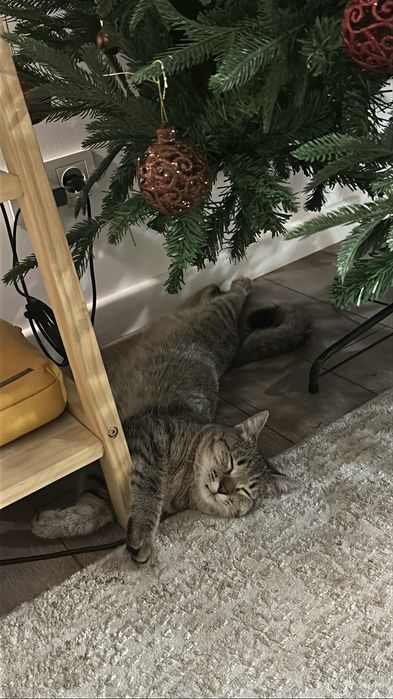 Котенок 7,5мес отдам срочно