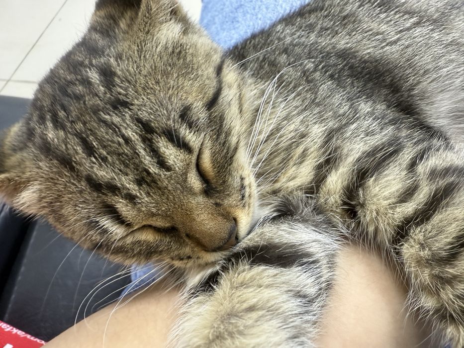 Отдам котенка в добрые руки