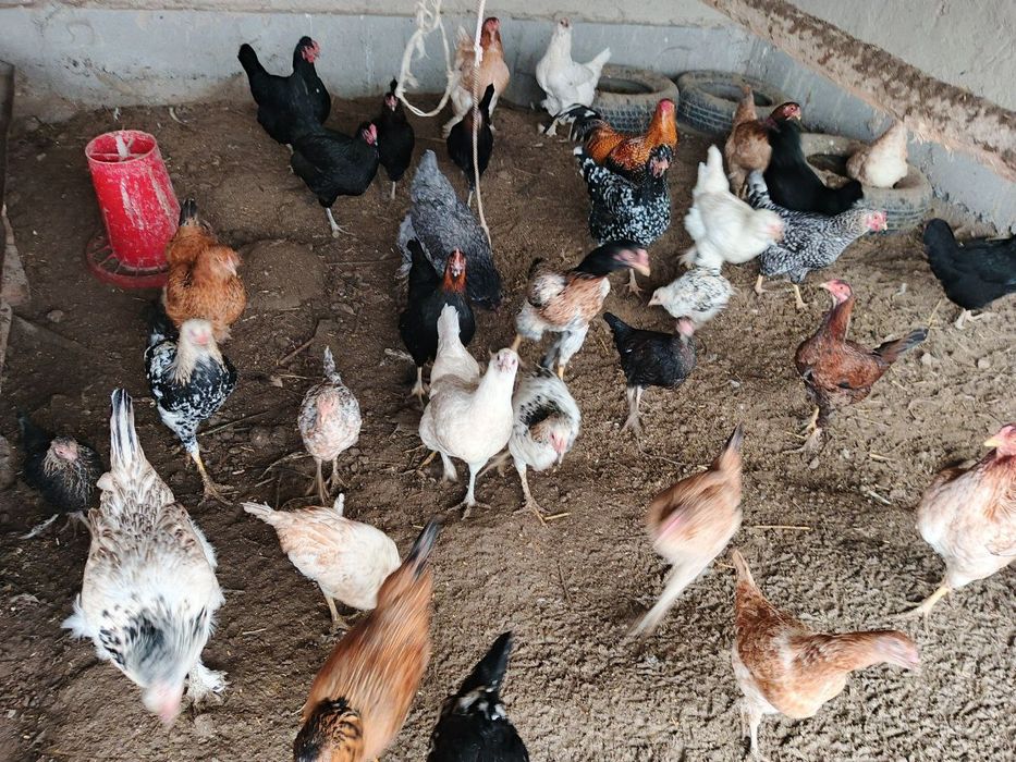 Прадаётся куритсы