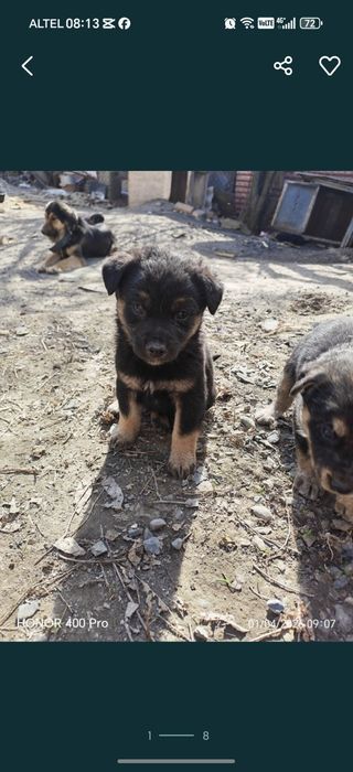 Отдам бесплатно щенков девочки