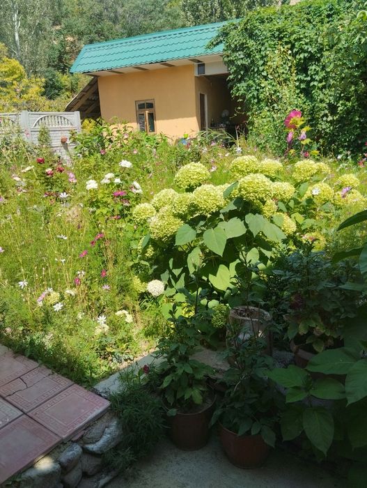 Продаются дом цветы и саженцы