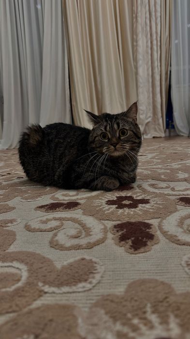 Отдам в хорошие руки кошку