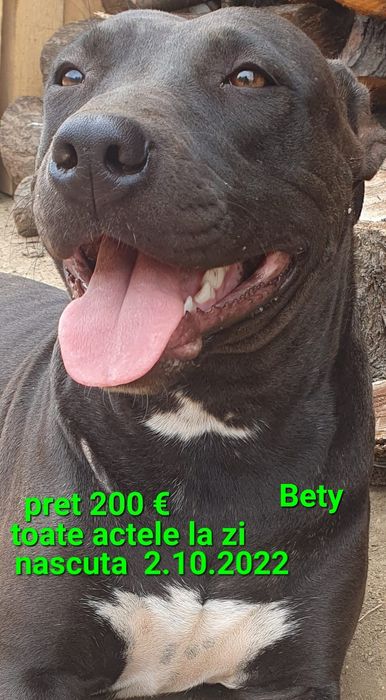 Fata Amstaff blue/cu toate documentele