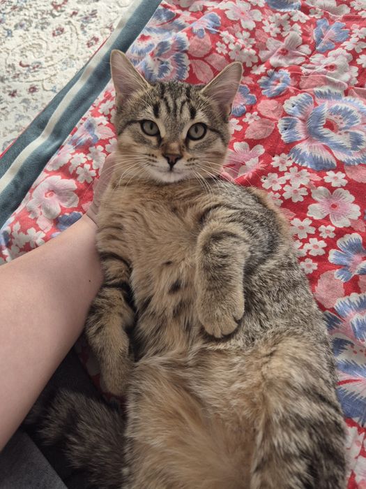 Котенок 3 месяца метис мальчик