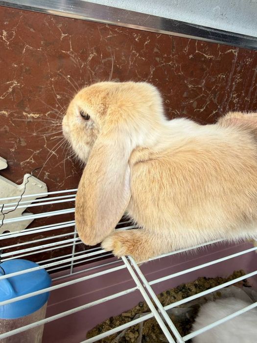 Кролики карлики коричневый и Белый