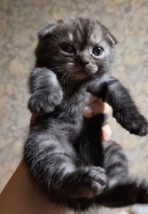 Котята шотландцы