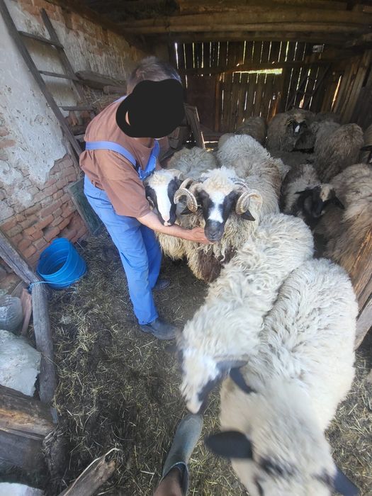 Vând oi breze 1100 de lei