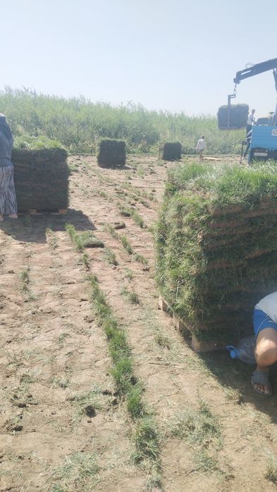 Газон живой рулонный кв
