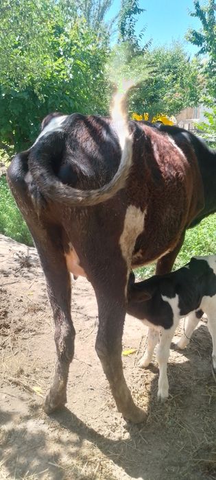 ona bola sigir sotiladi