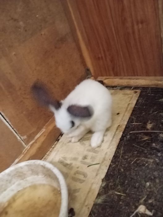 Ayol quyonla sotiladi