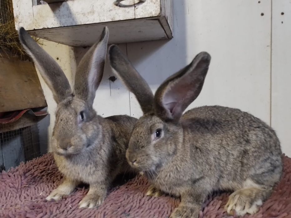 Кролики породы фландер
