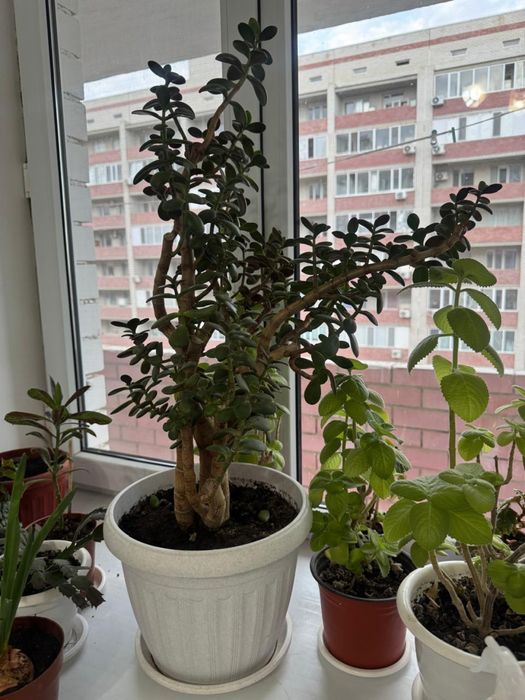 Цветы домашние