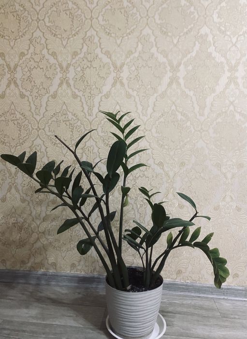 долларовое дерево