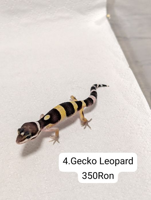 Soparla Gecko Leopard