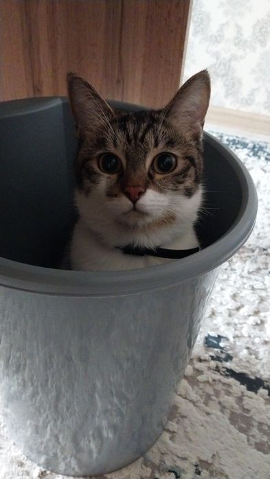 Отдам кошку в добрые руки